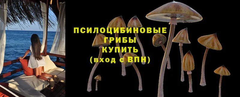 Псилоцибиновые грибы MAGIC MUSHROOMS  Каргат 